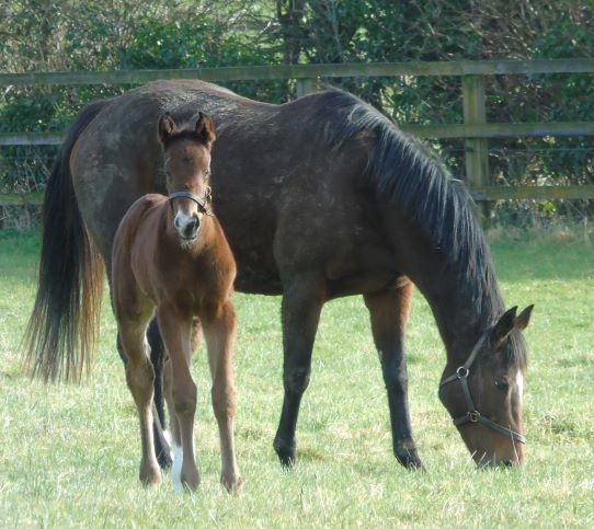 2022 colt by Ribchester